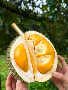 Discover the Exquisite Black Thorn Durian: A Guide to Malaysia’s Premium D200 Variety and Its Rich, Creamy Golden Flesh - image 3