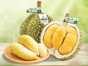 Discover the Exquisite Black Thorn Durian: A Guide to Malaysia’s Premium D200 Variety and Its Rich, Creamy Golden Flesh - image 7