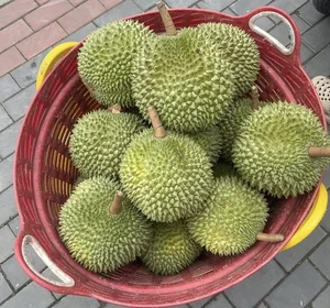 Discover the Exquisite Black Thorn Durian: A Guide to Malaysia’s Premium D200 Variety and Its Rich, Creamy Golden Flesh - image 6