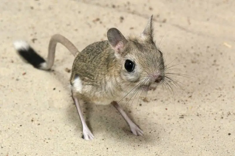 Unraveling the Mystery of the 'Miniature Kangaroo' Jerboa: A Master of Survival in Earth's Harshest Deserts. Discover its Superhuman Leaping Ability!