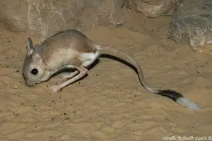 Unraveling the Mystery of the 'Miniature Kangaroo' Jerboa: A Master of Survival in Earth's Harshest Deserts. Discover its Superhuman Leaping Ability! - image 6