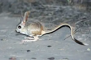 Unraveling the Mystery of the 'Miniature Kangaroo' Jerboa: A Master of Survival in Earth's Harshest Deserts. Discover its Superhuman Leaping Ability! - image 7