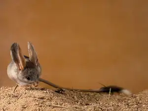 Unraveling the Mystery of the 'Miniature Kangaroo' Jerboa: A Master of Survival in Earth's Harshest Deserts. Discover its Superhuman Leaping Ability! - image 3