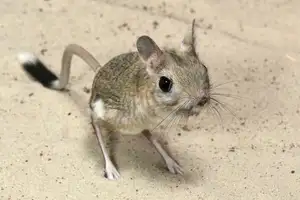 Unraveling the Mystery of the 'Miniature Kangaroo' Jerboa: A Master of Survival in Earth's Harshest Deserts. Discover its Superhuman Leaping Ability! - image 0