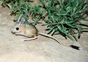 Unraveling the Mystery of the 'Miniature Kangaroo' Jerboa: A Master of Survival in Earth's Harshest Deserts. Discover its Superhuman Leaping Ability! - image 1