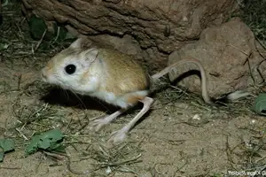 Unraveling the Mystery of the 'Miniature Kangaroo' Jerboa: A Master of Survival in Earth's Harshest Deserts. Discover its Superhuman Leaping Ability! - image 8