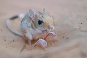 Unraveling the Mystery of the 'Miniature Kangaroo' Jerboa: A Master of Survival in Earth's Harshest Deserts. Discover its Superhuman Leaping Ability! - image 5