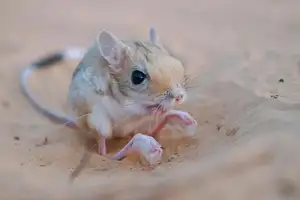Unraveling the Mystery of the 'Miniature Kangaroo' Jerboa: A Master of Survival in Earth's Harshest Deserts. Discover its Superhuman Leaping Ability! - image 4
