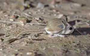 Unraveling the Mystery of the 'Miniature Kangaroo' Jerboa: A Master of Survival in Earth's Harshest Deserts. Discover its Superhuman Leaping Ability! - image 2