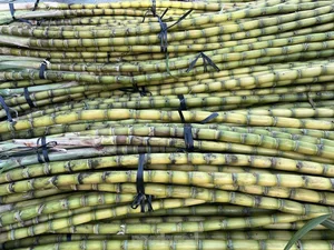 Exploring Vietnam’s Unique Annual Sugarcane Market: A Rare and Vibrant Cultural Tradition Celebrated Once a Year - image 2