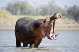 Nature's Most Aggressive Animals: 7 Creatures You Should Avoid - image 9