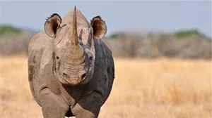 Nature's Most Aggressive Animals: 7 Creatures You Should Avoid - image 11