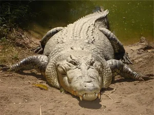 Nature's Most Aggressive Animals: 7 Creatures You Should Avoid - image 12