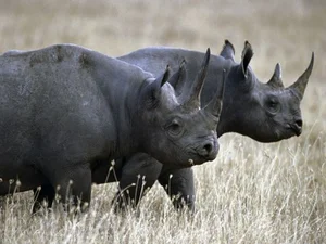 Nature's Most Aggressive Animals: 7 Creatures You Should Avoid - image 2