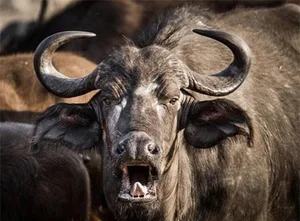 Nature's Most Aggressive Animals: 7 Creatures You Should Avoid - image 4