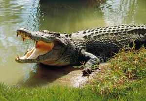 Nature's Most Aggressive Animals: 7 Creatures You Should Avoid - image 1
