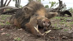Nature's Most Aggressive Animals: 7 Creatures You Should Avoid - image 10