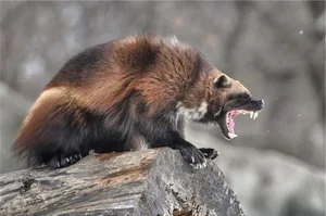 Nature's Most Aggressive Animals: 7 Creatures You Should Avoid - image 7
