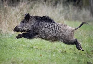 Nature's Most Aggressive Animals: 7 Creatures You Should Avoid - image 5