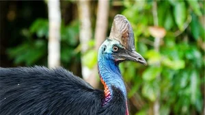 Nature's Most Aggressive Animals: 7 Creatures You Should Avoid - image 6