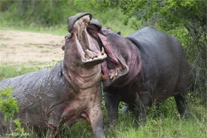Nature's Most Aggressive Animals: 7 Creatures You Should Avoid - image 3