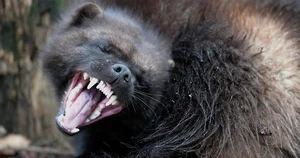 Nature's Most Aggressive Animals: 7 Creatures You Should Avoid - image 0
