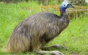 Nature's Most Aggressive Animals: 7 Creatures You Should Avoid - image 8