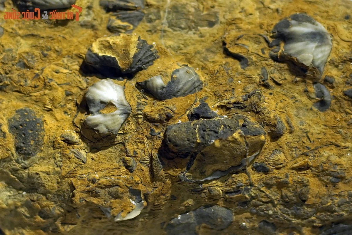 400-Million-Year-Old Animal Fossils Discovered in Northern Vietnam