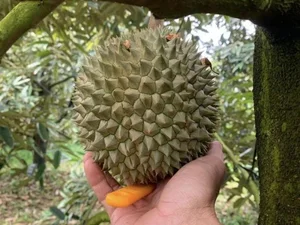 Is the Expensive Black Thorn Durian Worth the Premium Price Tag? - image 5