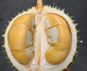 Is the Expensive Black Thorn Durian Worth the Premium Price Tag? - image 10