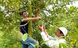 Is the Expensive Black Thorn Durian Worth the Premium Price Tag? - image 9