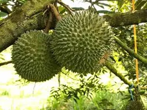 Is the Expensive Black Thorn Durian Worth the Premium Price Tag? - image 1
