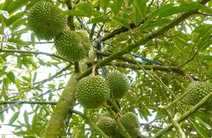 Is the Expensive Black Thorn Durian Worth the Premium Price Tag? - image 8