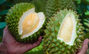 Is the Expensive Black Thorn Durian Worth the Premium Price Tag? - image 2