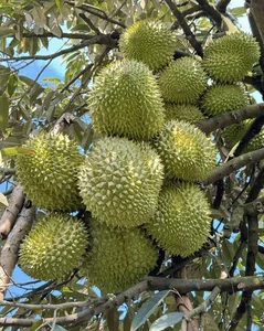 Is the Expensive Black Thorn Durian Worth the Premium Price Tag? - image 7