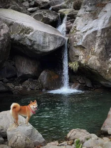 The Incredible Journey: A Dog Trekking Vietnam's 7 Highest Peaks - image 4