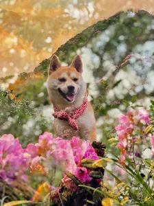 The Incredible Journey: A Dog Trekking Vietnam's 7 Highest Peaks - image 6