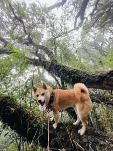The Incredible Journey: A Dog Trekking Vietnam's 7 Highest Peaks - image 5