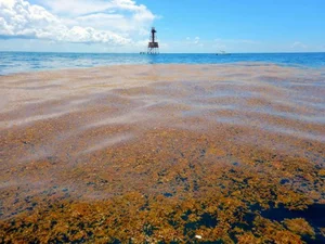 The Golden Forest of the Ocean: A Sailor's Haunting Maritime Mystery - image 0