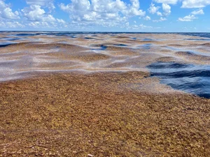 The Golden Forest of the Ocean: A Sailor's Haunting Maritime Mystery - image 2
