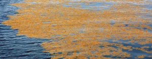 The Golden Forest of the Ocean: A Sailor's Haunting Maritime Mystery - image 5