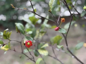 Inside My Tam's Thousand-Square-Meter Garden and Farm - image 7