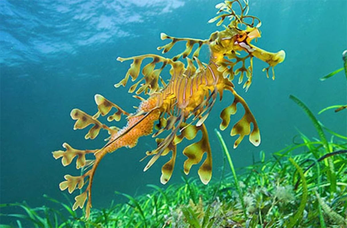 The Mesmerizing Beauty of the Leafy Seadragon Marine Legend