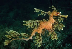 The Mesmerizing Beauty of the Leafy Seadragon Marine Legend - image 2
