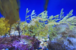 The Mesmerizing Beauty of the Leafy Seadragon Marine Legend - image 6