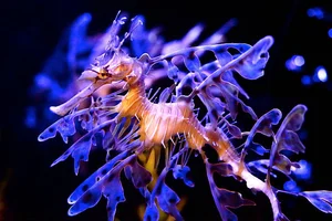 The Mesmerizing Beauty of the Leafy Seadragon Marine Legend - image 3