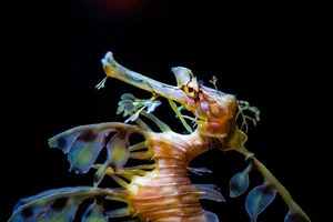 The Mesmerizing Beauty of the Leafy Seadragon Marine Legend - image 0