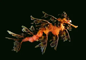 The Mesmerizing Beauty of the Leafy Seadragon Marine Legend - image 8
