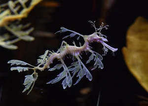 The Mesmerizing Beauty of the Leafy Seadragon Marine Legend - image 9