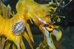 The Mesmerizing Beauty of the Leafy Seadragon Marine Legend - image 4